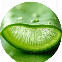Aloe Vera leaf